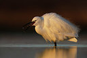 BUITEN BEELD Foto: 406007