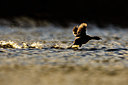 BUITEN BEELD Foto: 406009