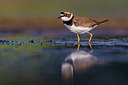 BUITEN BEELD Foto: 406016