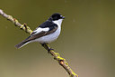 BUITEN BEELD Foto: 406037