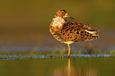 BUITEN BEELD Foto: 406048