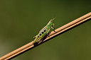 BUITEN BEELD Foto: 406235
