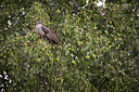 BUITEN BEELD Foto: 406309