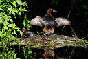 BUITEN BEELD Foto: 406344