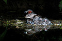 BUITEN BEELD Foto: 406347