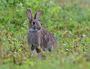 BUITEN BEELD Foto: 406430