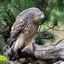 BUITEN BEELD Foto: 406562