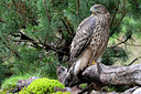 BUITEN BEELD Foto: 406563