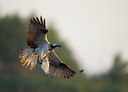 BUITEN BEELD Foto: 406568