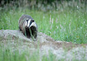 BUITEN BEELD Foto: 406572