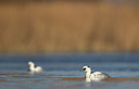BUITEN BEELD Foto: 406575