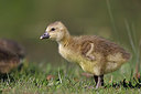 BUITEN BEELD Foto: 406836