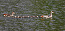BUITEN BEELD Foto: 406840