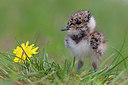 BUITEN BEELD Foto: 406848