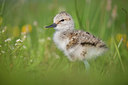 BUITEN BEELD Foto: 406860