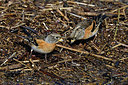 BUITEN BEELD Foto: 406890