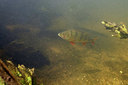 BUITEN BEELD Foto: 407265