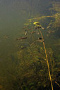BUITEN BEELD Foto: 407293