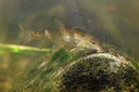 BUITEN BEELD Foto: 407296