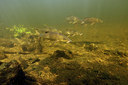 BUITEN BEELD Foto: 407346