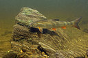 BUITEN BEELD Foto: 407362
