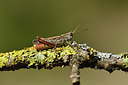 BUITEN BEELD Foto: 407488