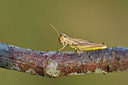 BUITEN BEELD Foto: 407503