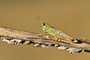 BUITEN BEELD Foto: 407519