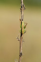 BUITEN BEELD Foto: 407538