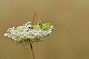 BUITEN BEELD Foto: 407539