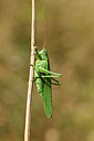 BUITEN BEELD Foto: 407547