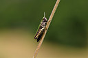 BUITEN BEELD Foto: 407572