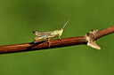 BUITEN BEELD Foto: 407584