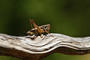 BUITEN BEELD Foto: 407590