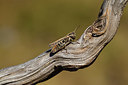 BUITEN BEELD Foto: 407595