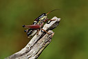 BUITEN BEELD Foto: 407596