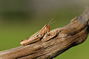 BUITEN BEELD Foto: 407608