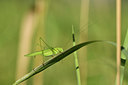BUITEN BEELD Foto: 407618