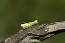 BUITEN BEELD Foto: 407619