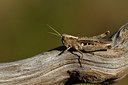 BUITEN BEELD Foto: 407621