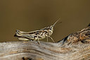 BUITEN BEELD Foto: 407623