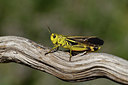 BUITEN BEELD Foto: 407625