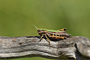 BUITEN BEELD Foto: 407629