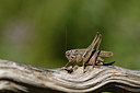 BUITEN BEELD Foto: 407635