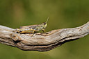BUITEN BEELD Foto: 407640