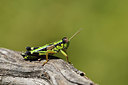 BUITEN BEELD Foto: 407645