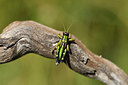 BUITEN BEELD Foto: 407646