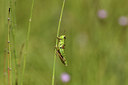 BUITEN BEELD Foto: 407647