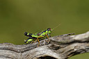 BUITEN BEELD Foto: 407653