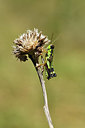 BUITEN BEELD Foto: 407654